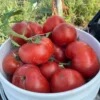 Lice_Red_Bucket Fresh Lice red tomatoes in a bucket