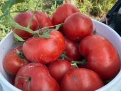 Fresh Lice red tomatoes in a bucket