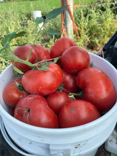 Lice_Red_Bucket Fresh Lice red tomatoes in a bucket