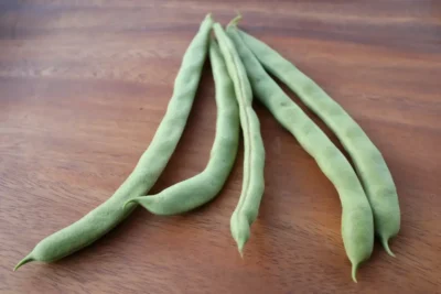 TashjianAyseKadin1 Green Bean Seeds, Tashjian's Ayşe Kadın