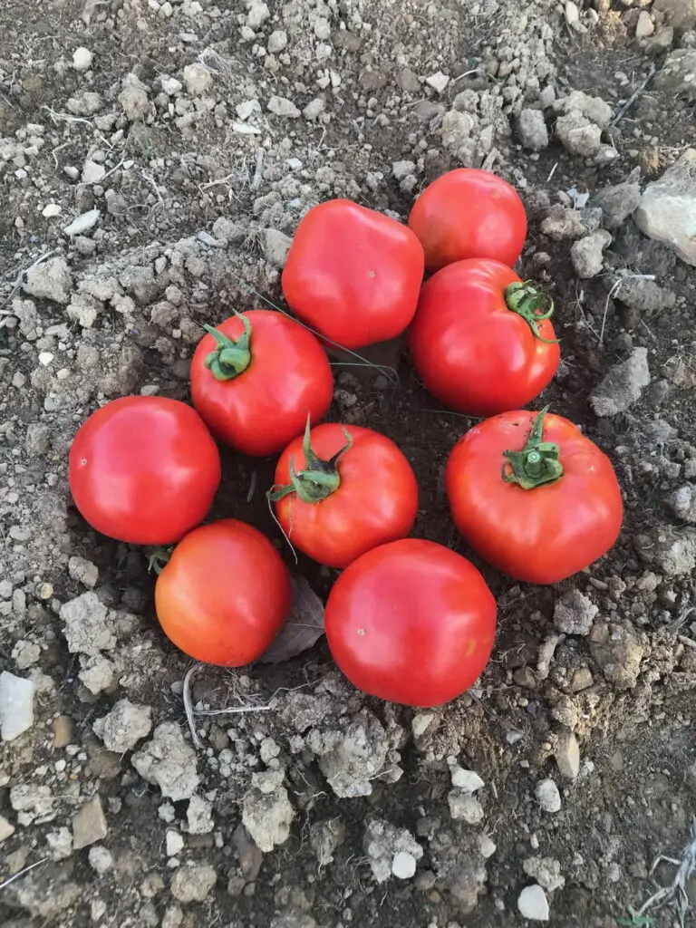 Tomato Seeds, Ayaş Paste Fresh red Ayaş Paste tomatoes on soil