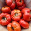 Fresh, ripe Maniye tomatoes in a basket