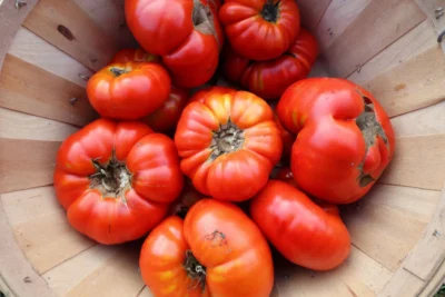 Maniye4 Fresh, ripe Maniye tomatoes in a basket
