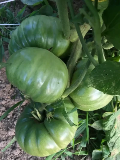 RubyRed2 Tomato Seeds, Ruby Red