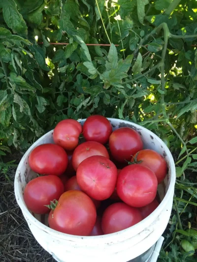 Sugoren P-TW Tomato Seeds, Sugören Pink