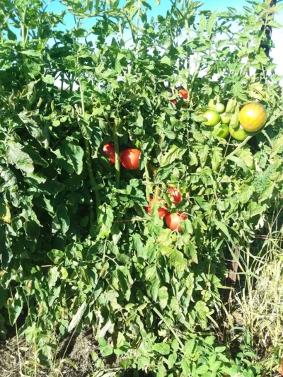 Sugoren P2-TW Tomato Seeds, Sugören Pink