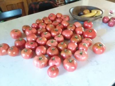 Sugoren P5-TW Tomato Seeds, Sugören Pink