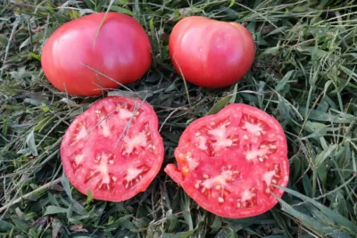 Sugoren Pembesi Fresh pink tomatoes on green grass