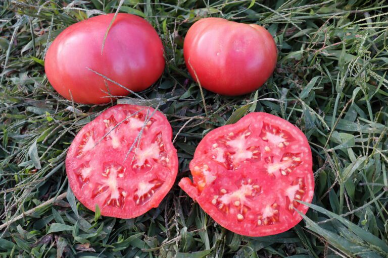 Tomato Seeds, Sugören Pink Fresh pink tomatoes on green grass