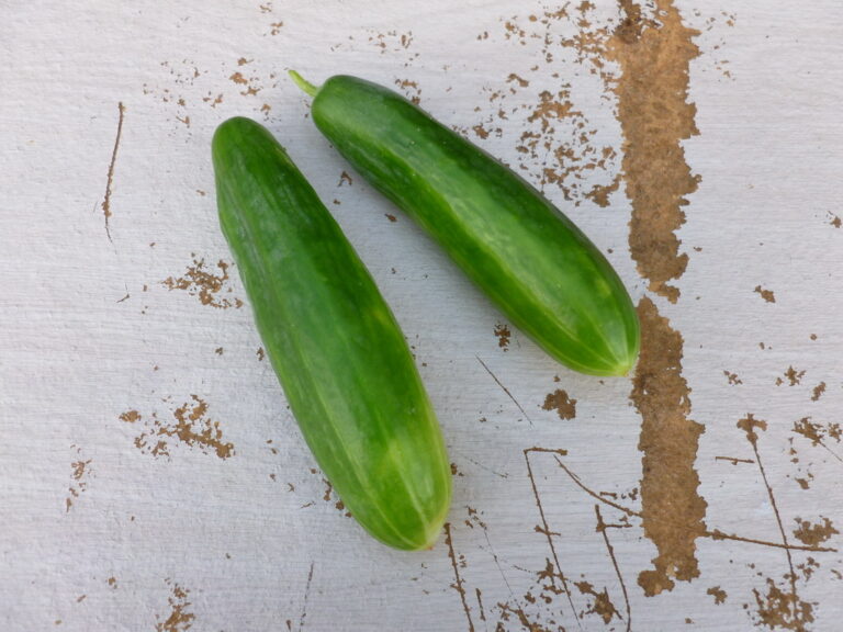 Two whole Meram cucumbers photographed on vintage wood background.