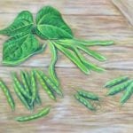 An illustration of green bean pods on a piece of plywood.