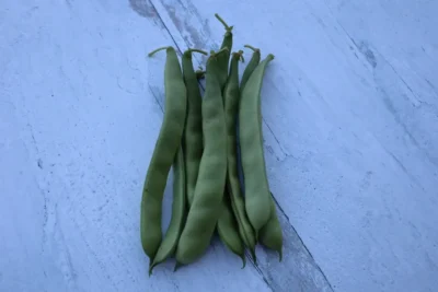 BOATaze Green Bean Seeds, Boncuk Ayşe Bush