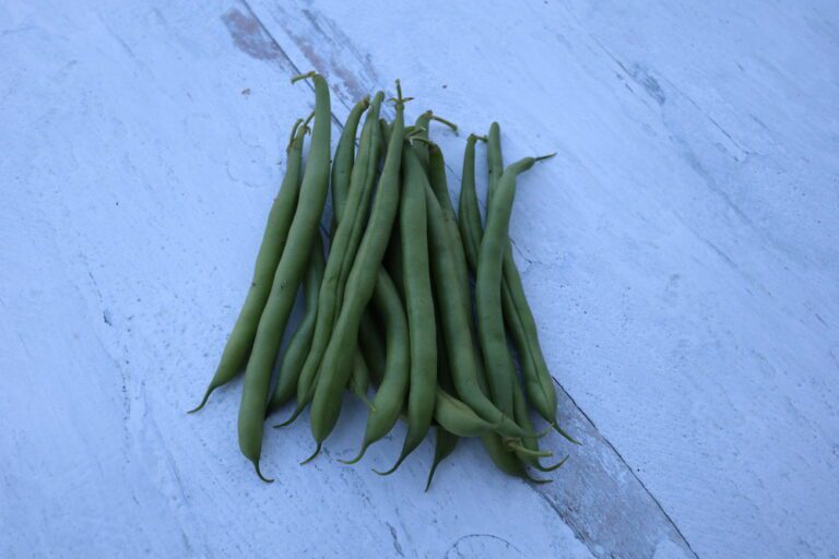 Sazova green bean pods