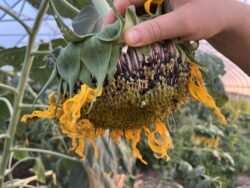Simiska sunflower seeds are turning black as they mature.