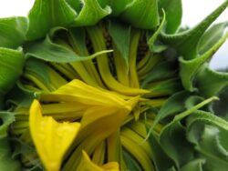Simiska sunflower is about to bloom.