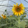 Simiska5 Simiska sunflower plants are blooming in a greenhouse in OH.
