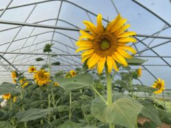 Simiska sunflower plants are blooming in a greenhouse in OH.