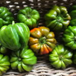 Pul Biberlik Antep hot pepper seeds photographed in a harvest basket