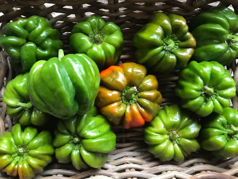 Hot Pepper Seeds, Pul Biberlik Antep Pul Biberlik Antep hot pepper seeds photographed in a harvest basket
