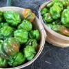 PulBiberlikAntep2 Two harvest baskets full of Pul Biberlik Antep hot pepper fruits