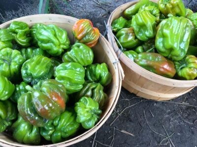PulBiberlikAntep2 Two harvest baskets full of Pul Biberlik Antep hot pepper fruits