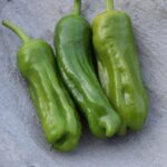 Three Tatli Ucburun sweet pepper fruits are lined up in a concrete bowl.