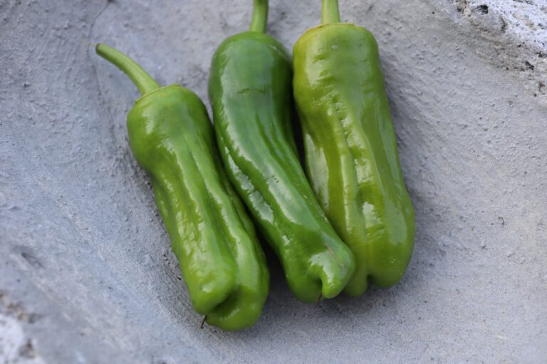 Sweet Pepper Seeds, Tatlı Üçburun Three Tatli Ucburun sweet peppers are lined up in a concrete bowl.
