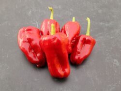 Five Abhaz hot peppers resting on photography background with granite pattern.