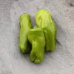 Acı Üçburun hot pepper photographed in a concrete bowl.