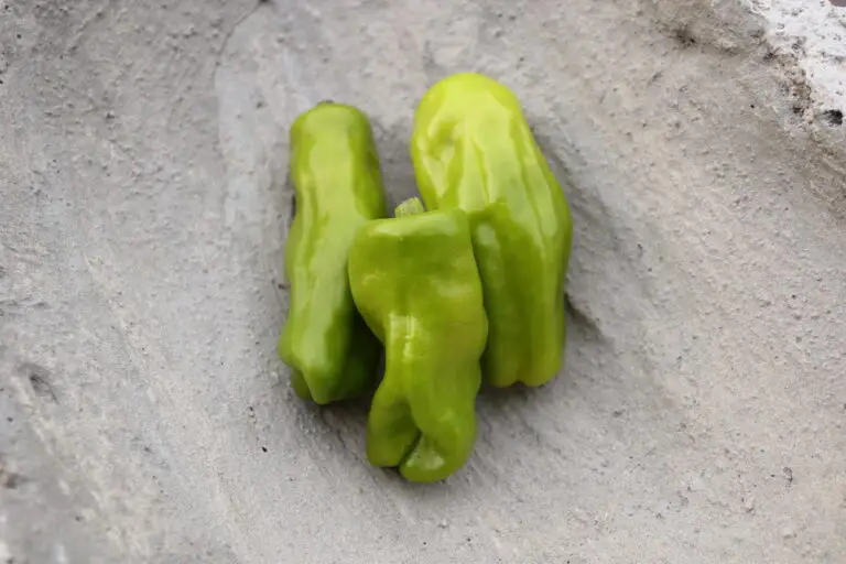 Acı Üçburun hot pepper photographed in a concrete bowl.