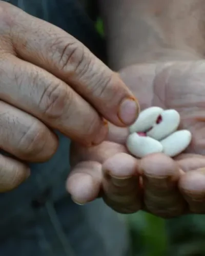 Bobo2 Dry Bean Seeds, Kırmızı Göbekli Bobo