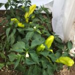 Bolvadin Sarı sweet pepper plants photographed under row cover.