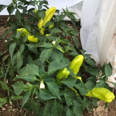 Bolvadin Sari1 Bolvadin Sarı sweet pepper plants photographed under row cover.