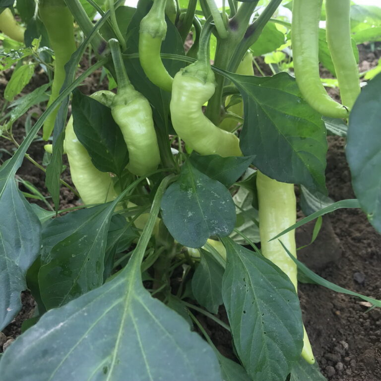 Çorlu Çarliston hot pepper on plants