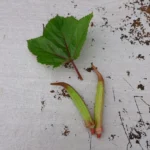 Okra Seeds, Bornova Kınalı