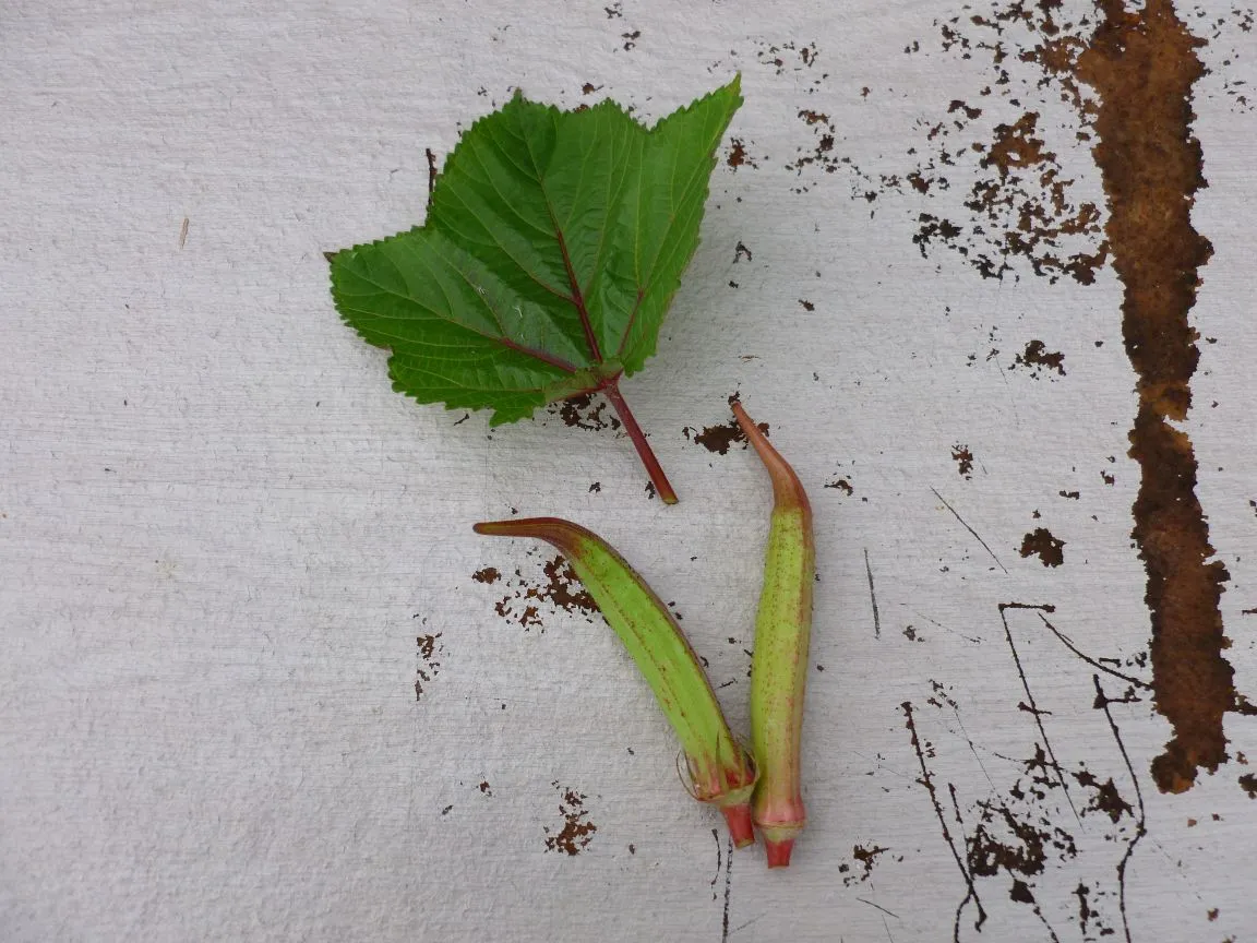 Two Bornova Kınalı okra pods photographed with the plant's leaf on an old wooden cabinet surface