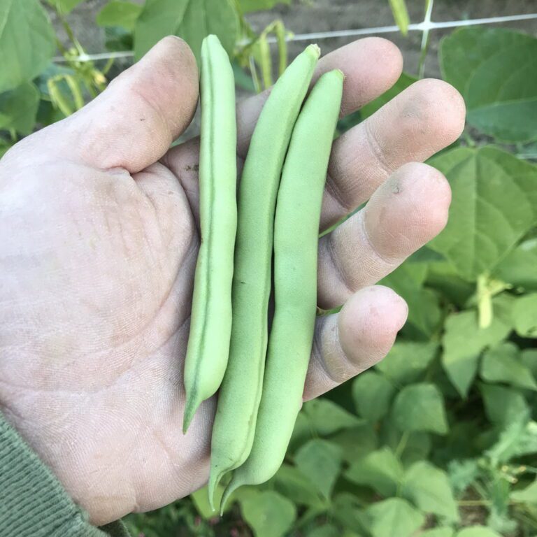 NT Half Runner bean pods photographed in the farmer's hand.
