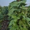 NT Half-runner2 Hundreds of NT-Half-runner bean plants along rows photographed in the field.