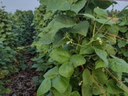 Hundreds of NT-Half-runner bean plants along rows photographed in the field.