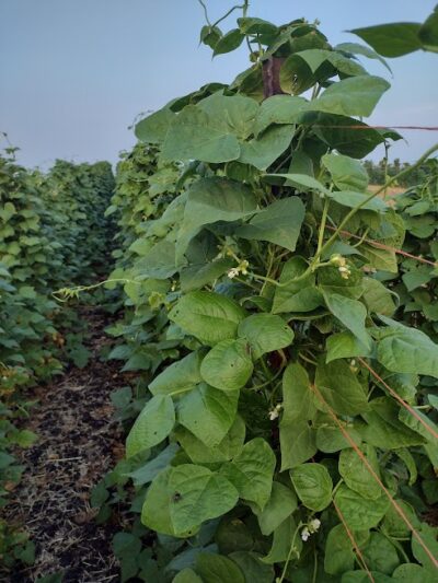 NT Half-runner2 Hundreds of NT-Half-runner bean plants along rows photographed in the field.