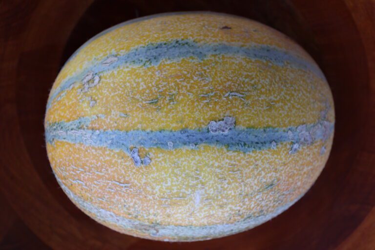 Pamukova melon with grayish green stripes