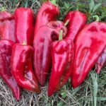 Ten ripe Yağlık 28 peppers on green and dead grass.