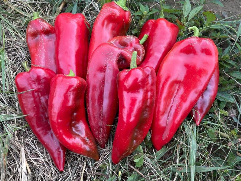 Sweet Pepper Seeds, Yağlık 28 Ten ripe Yağlık 28 sweet peppers on green and dead grass.