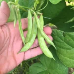 Bean Seeds, Pink-Tip Greasy