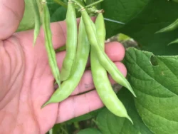 Hand holding Pink Tip greasy bean pods