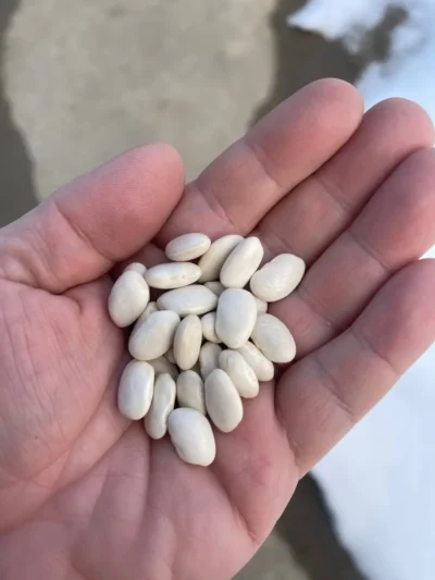 Candir1 Dry Bean Seeds, Çandır