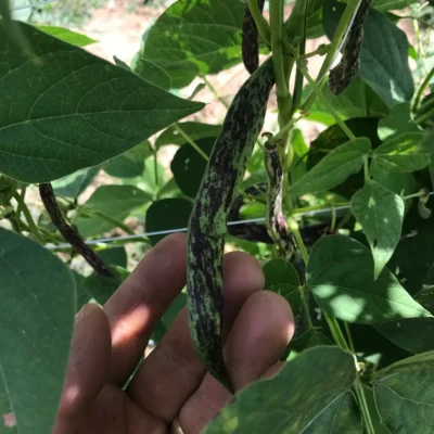 Cilli Kiz-1 Green Bean Seeds, Çilli Kız