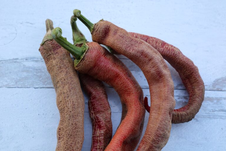Hot Pepper Seeds, Vezena Piperka Five Vezena Piperka hot peppers on photography background with wood texture.