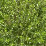Compact Çıbrıka summer savory plants photographed at flower stage in the field