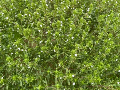 Cibrika1-LR Compact Çıbrıka summer savory plants photographed at flower stage in the field